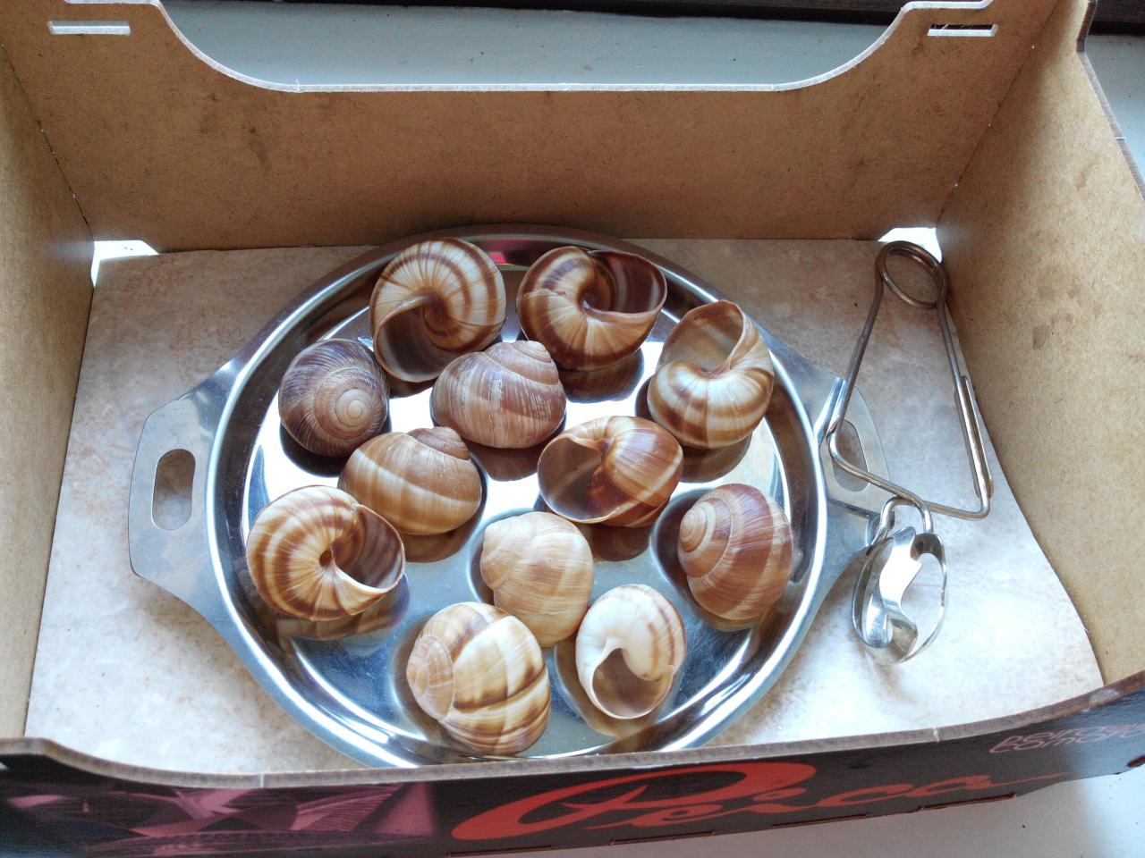 pince à escargot